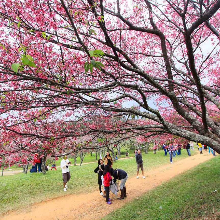 Festival das Cerejeiras Bunkyos – Sakura Matsuri, do Parque Bunkyo Kokushikan em São Roque, juntamente com a beleza dos 400 pés de cerejeiras floridos!